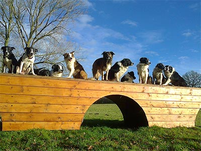 Our dogs are one jump ahead