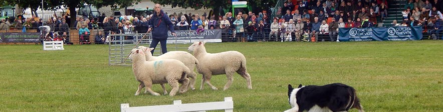 Sue at the Suffolk Show